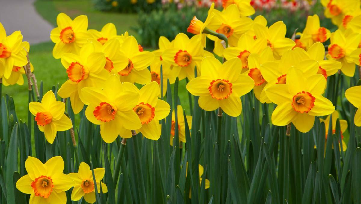 Grenfell's annual Daffodil Day merchandise street stall will not be available for local members of the community this year. 