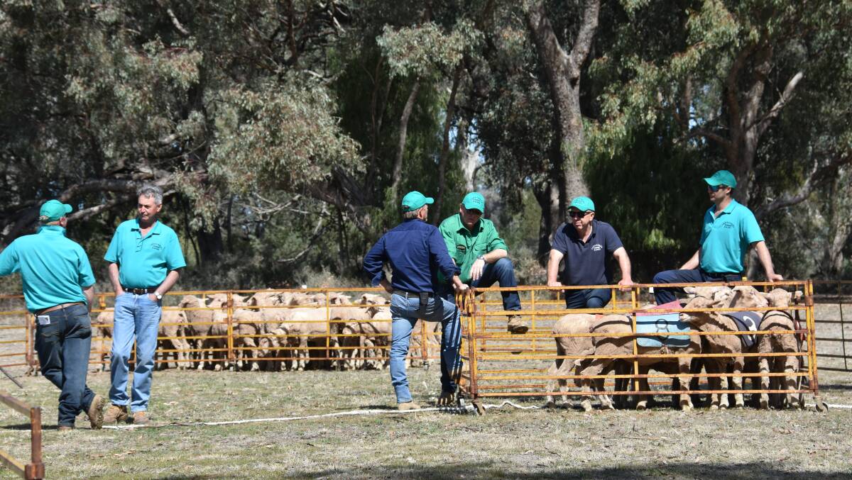 Race day officials sorting the sheep. 