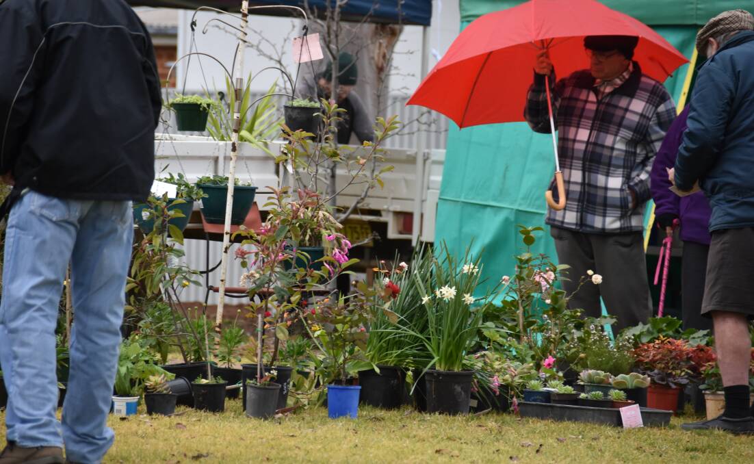 There were some beautiful plants for sale at the Rotary Market Day held last Sunday.
