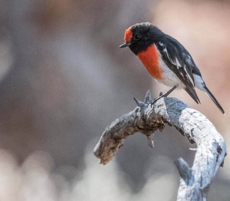 Male Red-capped Robin. Photo 