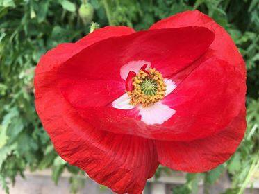 The first poppy in bloom outside the Grenfell Post Shop. Image supplied