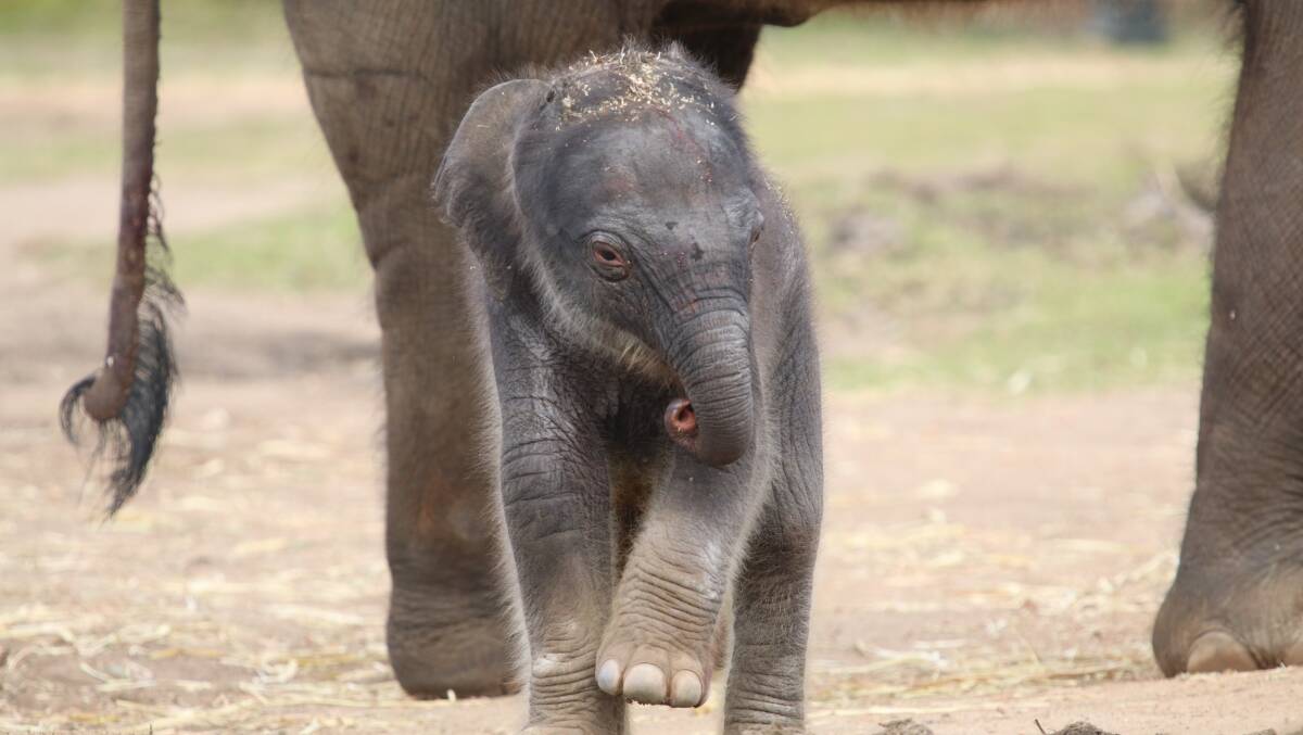 Western Plains Taronga Zoo was thrilled to welcome their newest addition to the elephant enclosure, a new baby Asian Elephant. Photo: Contributed