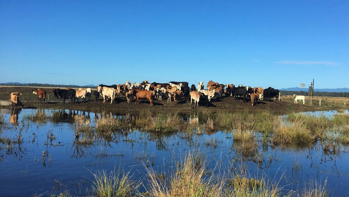 More than 400mm fell on parts of the Mid-North Coast last week. Here, cattle are surrounded by water at Kempsey. Photo by Darcy Argue. 