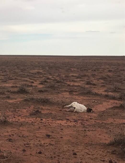 One of the prize goats killed by hail out on the Langford's station near Broken Hill.