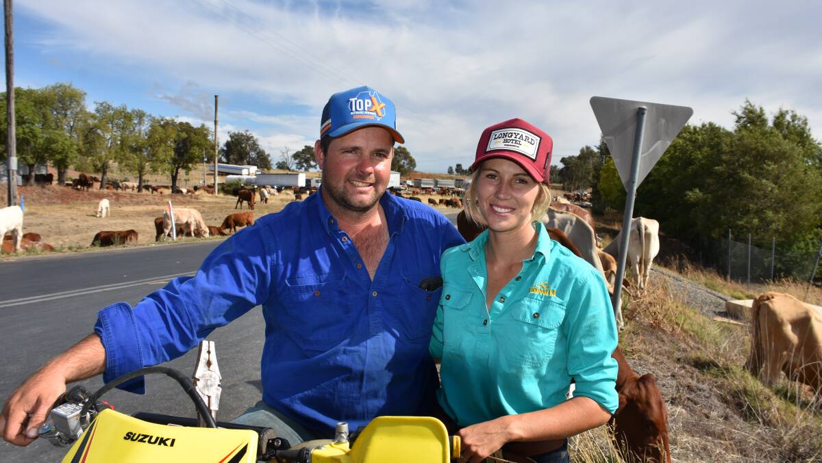 Luke Morris and Nikita Hayes have been on the road since Boxing Day with 600 head of cattle. Photo: Peter Guthrie 