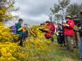 Come for a wander amongst the wattles on Saturday, August 20 as part of Weddin Landcare's Wattle Walk. Photo supplied.