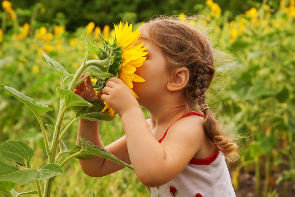 SHINE: Nothing says summer like a sunflower. Picture: Shutterstock.