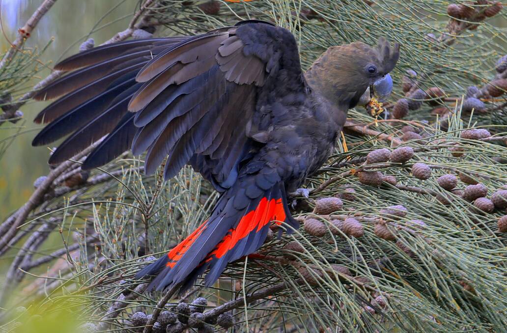 LOOKOUT FOR: A male glossy black cockatoo. Photo: Charles Dove