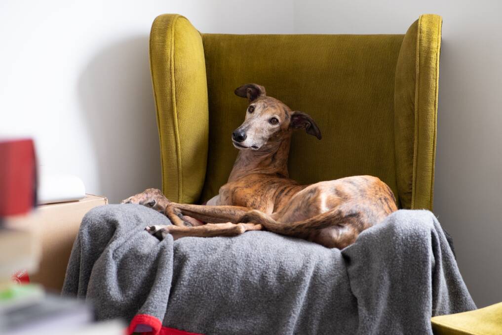 AT HOME: People are increasingly recognising greyhounds make great pets. Photo: SHUTTERSTOCK. 