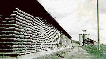 Wheat stacked this neatly requires its own hall of fame - 150,000 bags of wheat and 42,000 bags of oats at the Grenfell Goods Yard circa 1947-48. (Photo contributed)  