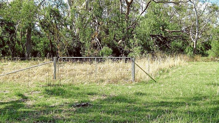 The fence has caused a disruption to the normal grazing activity resulting in the fire hazard that normally wouldn't have occurred. The protected gum trees, the reason for the fencing are being choked by these unsightly pepper trees. 
