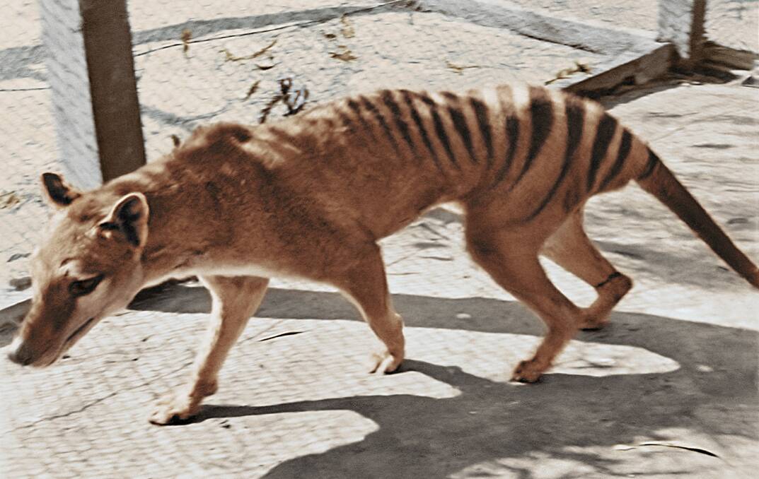 LAST TIGER: A still from the 1933 footage taken by Australian zoologist David Fleay and colourised by Composite Films. Picture: National Film and Sound Archive