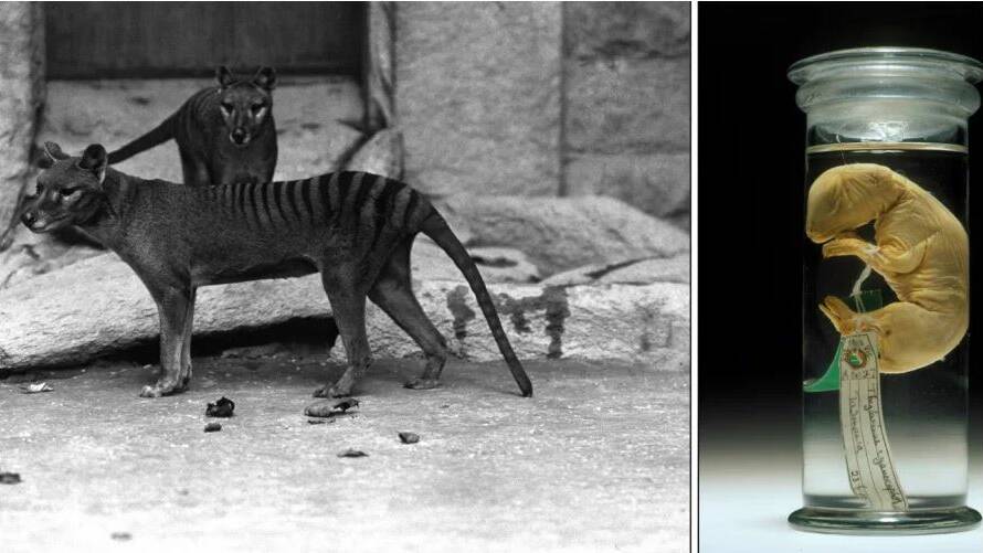 SCIENCE: The thylacine was Australia's only marsupial apex predator to survive until European colonisation. Its peculiar appearance led to many specimens being collected by scientists. One of these (right), was used to sequence the thylacine genome. Picture: The University of Melbourne