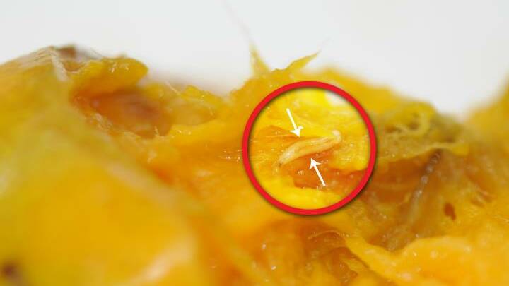 Fruit fly larvae in fruit flesh. Picture: Supplied